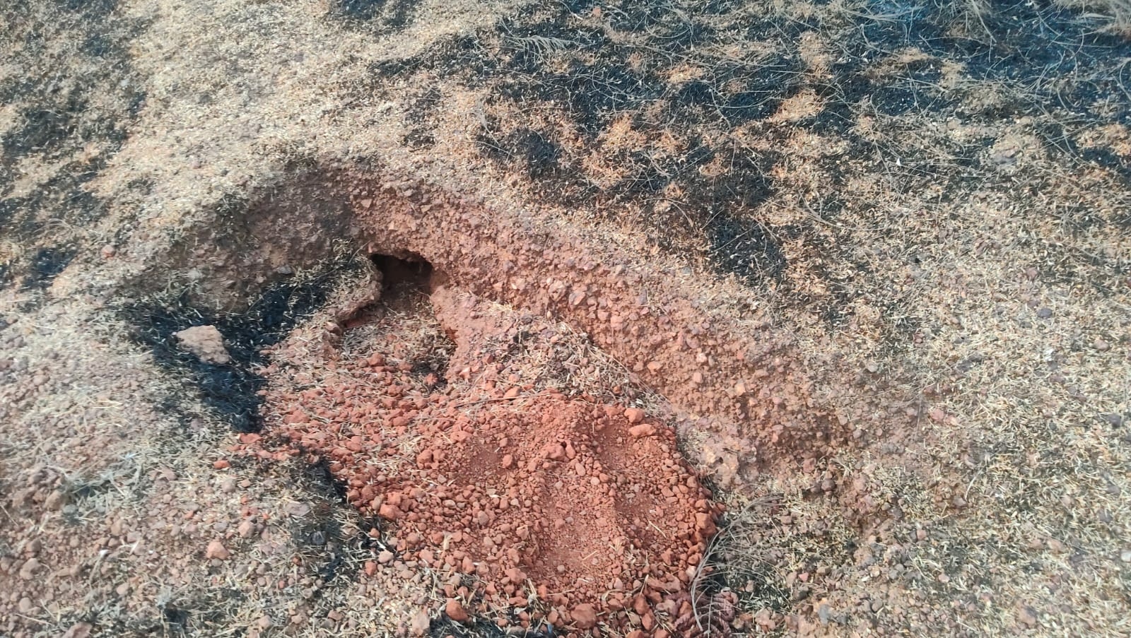 The Burrow Beneath Our Feet: A Quiet Partnership in Water Conservation