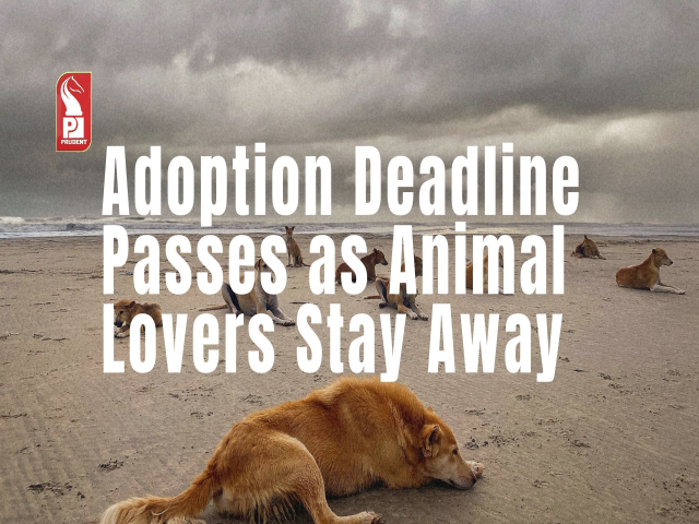 Mass Adoption Deadline Passes as Animal Lovers Stay Away
