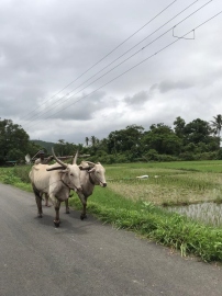 Recalling the monsoon life in the village of Utorda