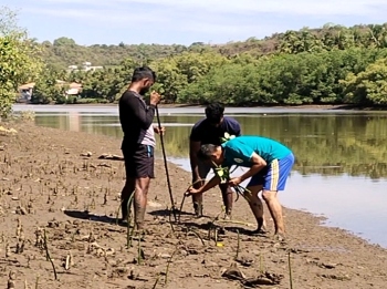 Protect ‘Mother Nature’: Mangrove plantation drive held at Candolim