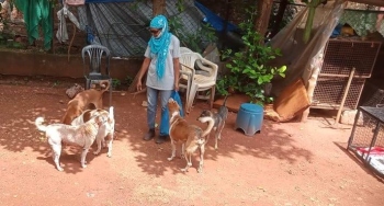 Margao’s animal birth control prog is almost dead