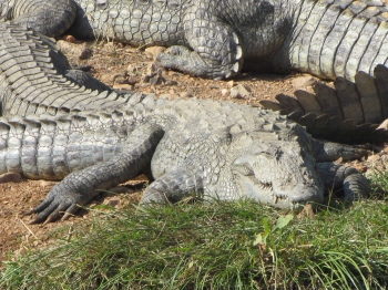 Mugger: The neglected crocodile of Goa