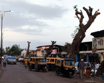 Massive tree branches cut in name of trimming at Mapusa market