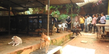 MMC flayed for ignoring stray dogs issue, putting citizens to grave risks