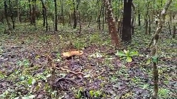 Cotigao locals accuse Forest Dept of clearing green cover
