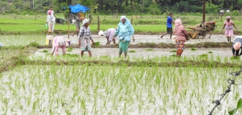 Farmers plant new hopes of green zone