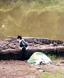 Panic in Vasco after crocodile spotted near residential area