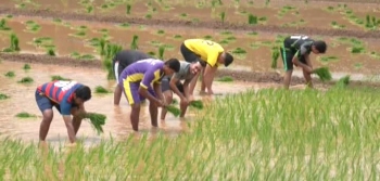 Rachol seminarians keep annual date with paddy fields