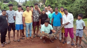 Croc removed from Vaddem creek, handed to forest dept
