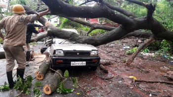 Lucky escape for youngster as tree falls at Mandur