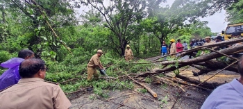 Narrow escape for 2 as tree comes down crashing at Bicholim