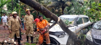 Tree comes crashing down on 12 parked cars in Candolim