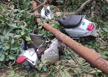 Banyan tree uproots, damages houses, 2-wheelers in Pajifond