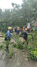 Tree falls across main Mapusa road, blocks traffic for 3 hours