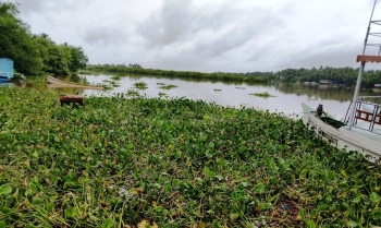 Weed found floating in river Sal along Mobor-Cavelossim stretch
