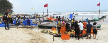 Bumper catch of shrimp brings smiles to Salcete coast