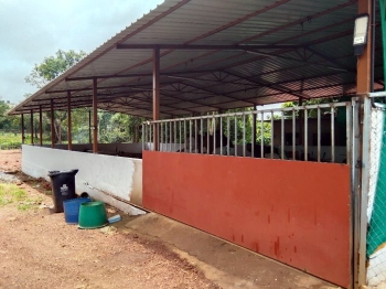 Pilerne panchyat sets up pound to treat sick, wounded cattle