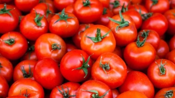 Government mandates cooperative giants NCCF & NAFED to offer tomatoes at â‚¹40 per kg starting August 20
