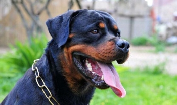 Police arrest Rottweiler owner after his dog mauls two children