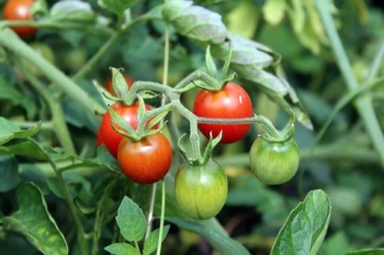 Grafting experiment holds key to Goa's tomato growing dream