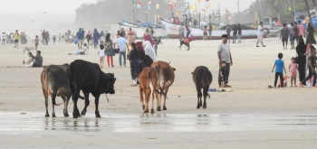 Problem of strays, hawkers haunts Colva beach visitors