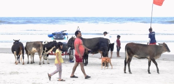 Colva p'yat to remind Tourism dept of land needed to conduct birth control for strays