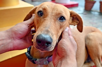 Mission rabies: 90,000 plus canines injected