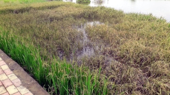 Entry of saline water threatens paddy crop in Malar-Divar