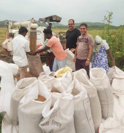 Paddy harvesting begins in Salcete