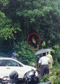 Tree that claimed life of lady rider not in list of 104 ‘dangerous’ trees