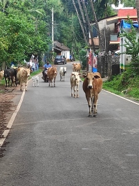 Stray cattle menace returns to haunt Pomburpa commuters
