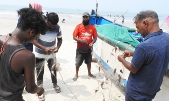 With cap on biz timings at wholesale market, traditional fishermen in lurch, pin hope on dedicated space to sell catch