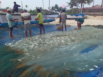 Bumper catch of mackerel but traditional fishermen denied market for good sale