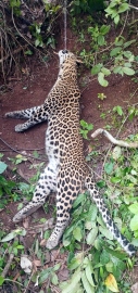 Leopard trapped in snare at Mangueshi found dead