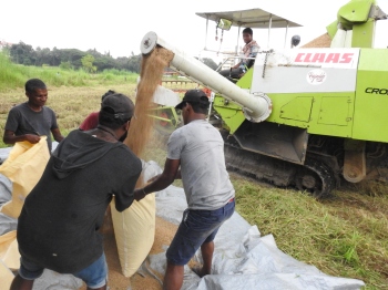 Aquem Baixo farmers pleased to reap rich harvest of paddy