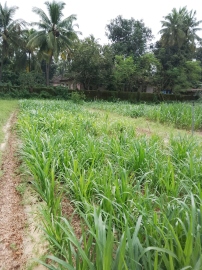 Chinchinim farm to host mango gene bank