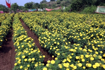 SHGs bloom as marigolds attract visitors at Sanguem