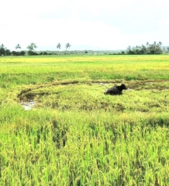 Preserving integrity of comunidade lands