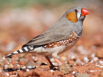 Citizen science for monitoring biodiversity