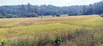 Amid declining agri activities, Canacona farmers cautious