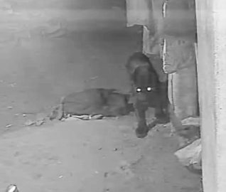 Black panther captured on CCTV in Dharbandora