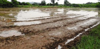 Seraulim farmers fear sewage woes as they prepare fields for coming season