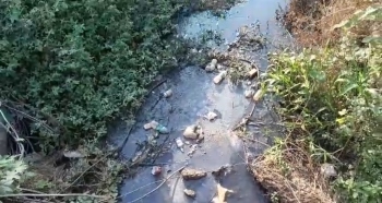 Seraulim farmers witness nallahs discharge sewage
