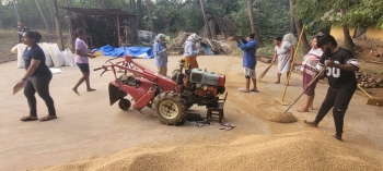 Chicalim youth reap bumper paddy harvest of 3.2 tonnes