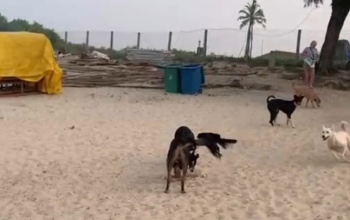 Concerns raised over stray dog attacks along Salcete’s coast