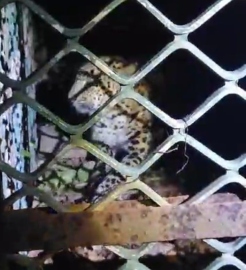 Leopard trapped in Rivona