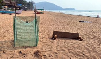 Agonda turtle nursery hosts just one pit since Nov