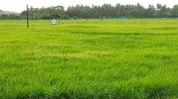 Sword of Damocles hangs over farmers as they battle to get back their fields