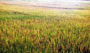 SGPDA petitioned to de-notify fields from commercial to agriculture zone
