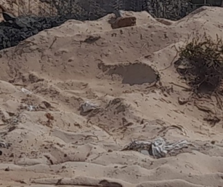 Resort ordered to stop restoration work at Sernabatim beach by biodiversity board